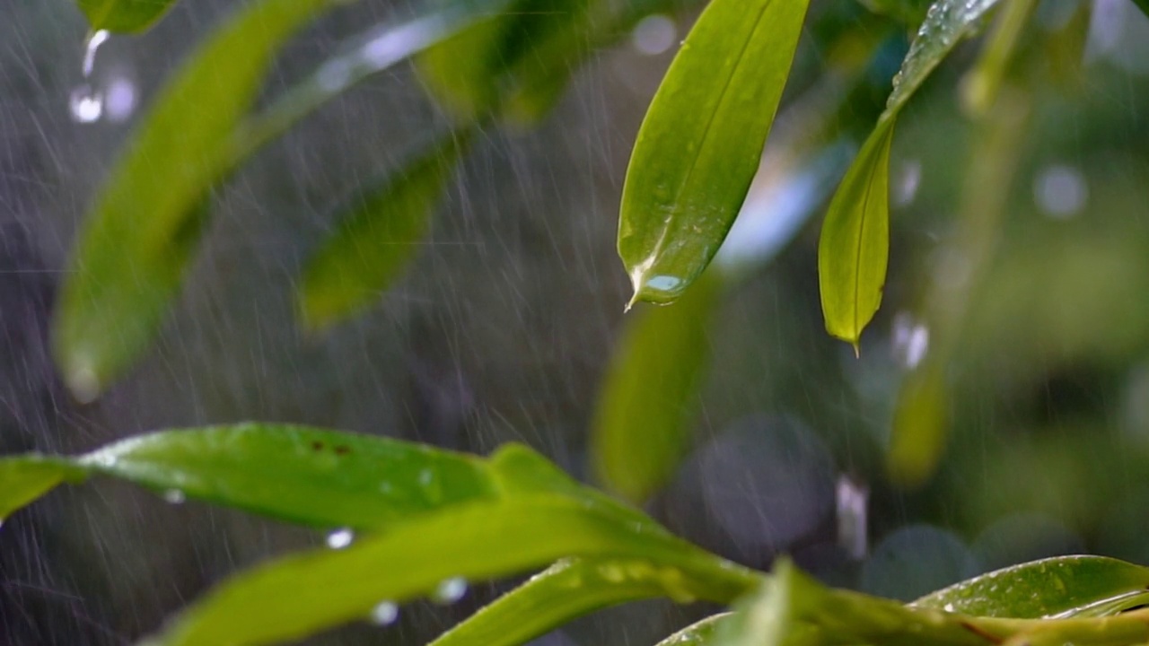 雨滴落在绿叶上。视频素材