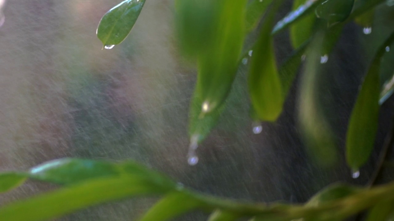 雨滴落在绿叶上。视频素材