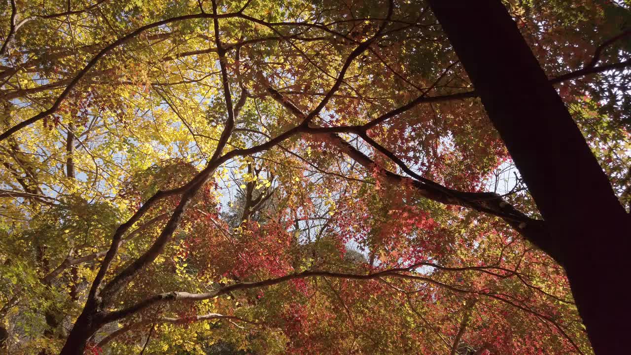 在日本阳光明媚的秋日，明亮的全色红橙色枫叶在蓝天的衬托下在树枝上微微移动。视频素材