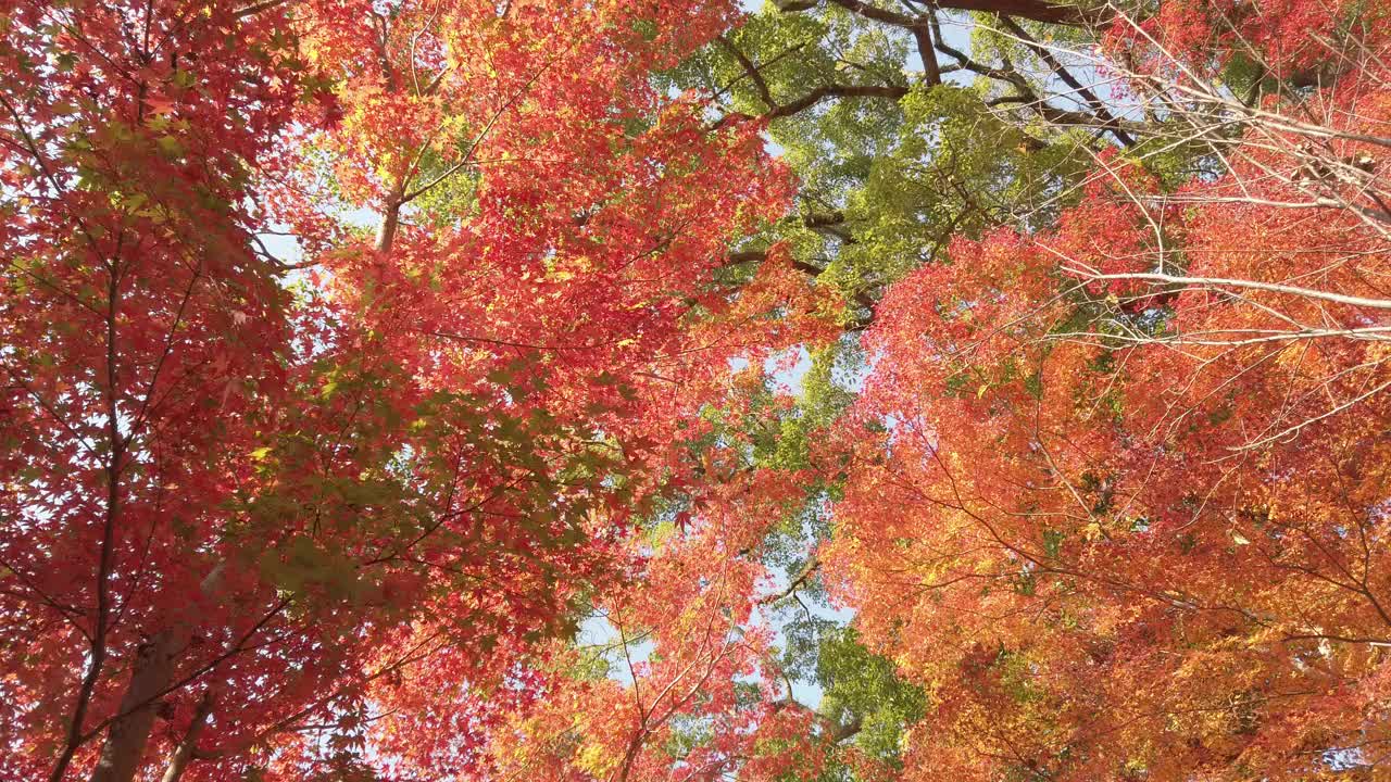 在日本阳光明媚的秋日，明亮的红色橙色枫叶在蓝色的天空下在树枝上微微移动。视频素材