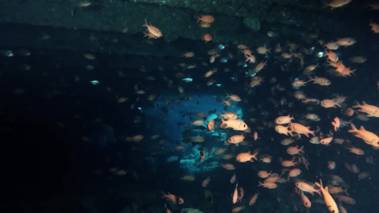 士兵鱼群在水下游泳，探索海洋生物视频素材