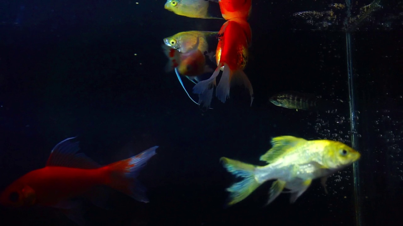 观赏鱼在水族馆自由游动的库存镜头视频素材