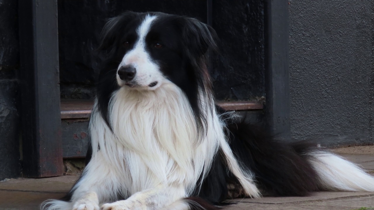 黑白边境牧羊犬正在休息视频素材