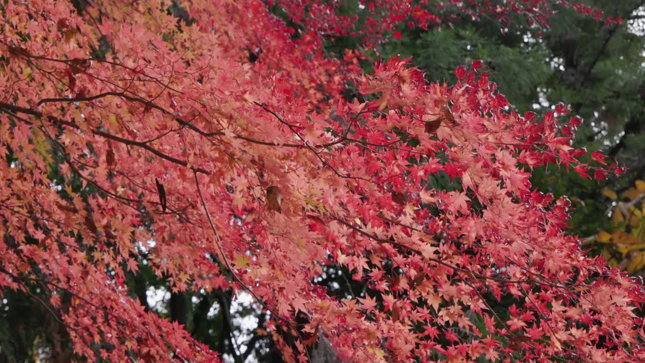 山上的一棵树，叶子颜色漂亮视频素材