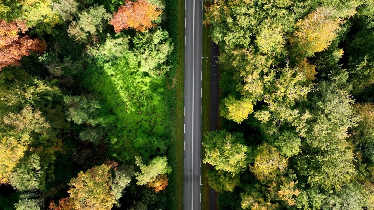 穿过秋天森林的道路视频素材