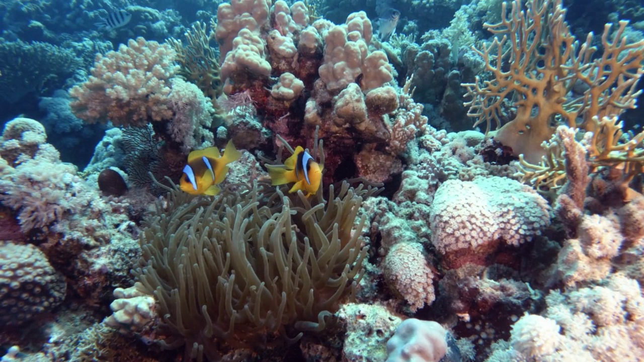 两只小丑鱼在海葵中游泳，在水下探险视频素材