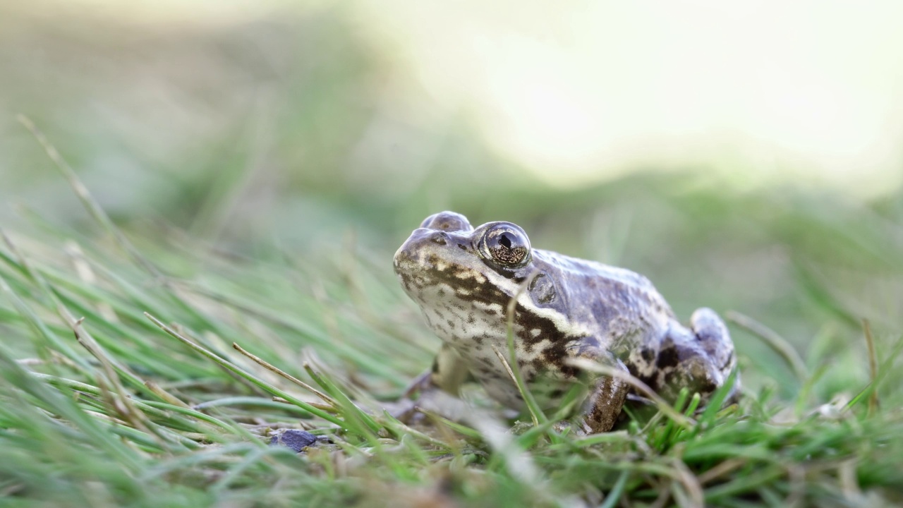 自然界中的沼泽蛙(Pelophylax ridibundus)在跳进湖里之前短暂地站在草地上视频素材