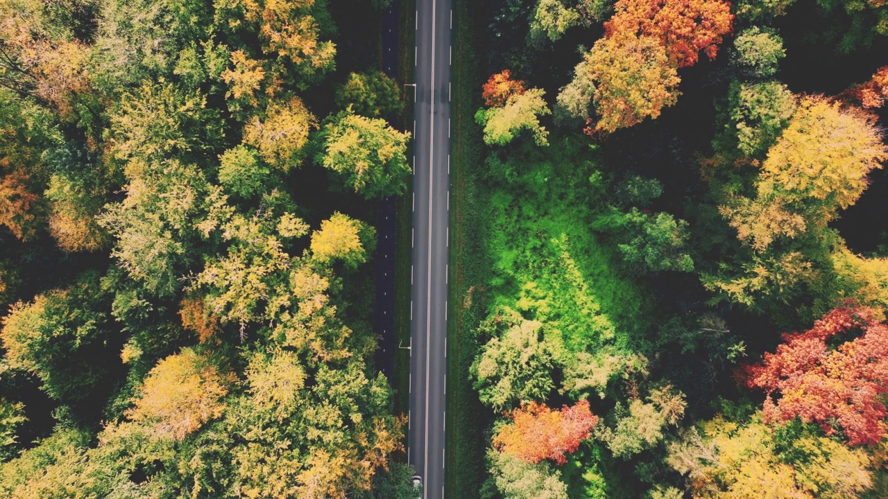 穿过秋天森林的道路视频素材