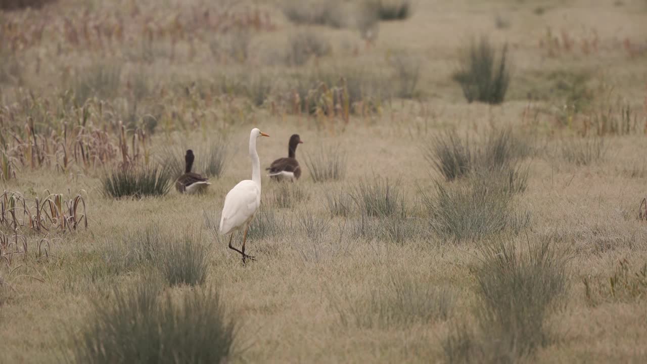 一只大白鹭(Ardea alba)正走过白霜覆盖的草地视频素材