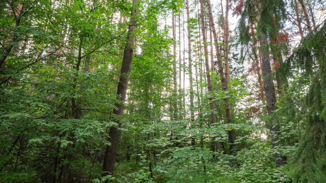 镜头穿过森林灌木丛，阳光穿过森林树木，超隐，时间流逝视频素材