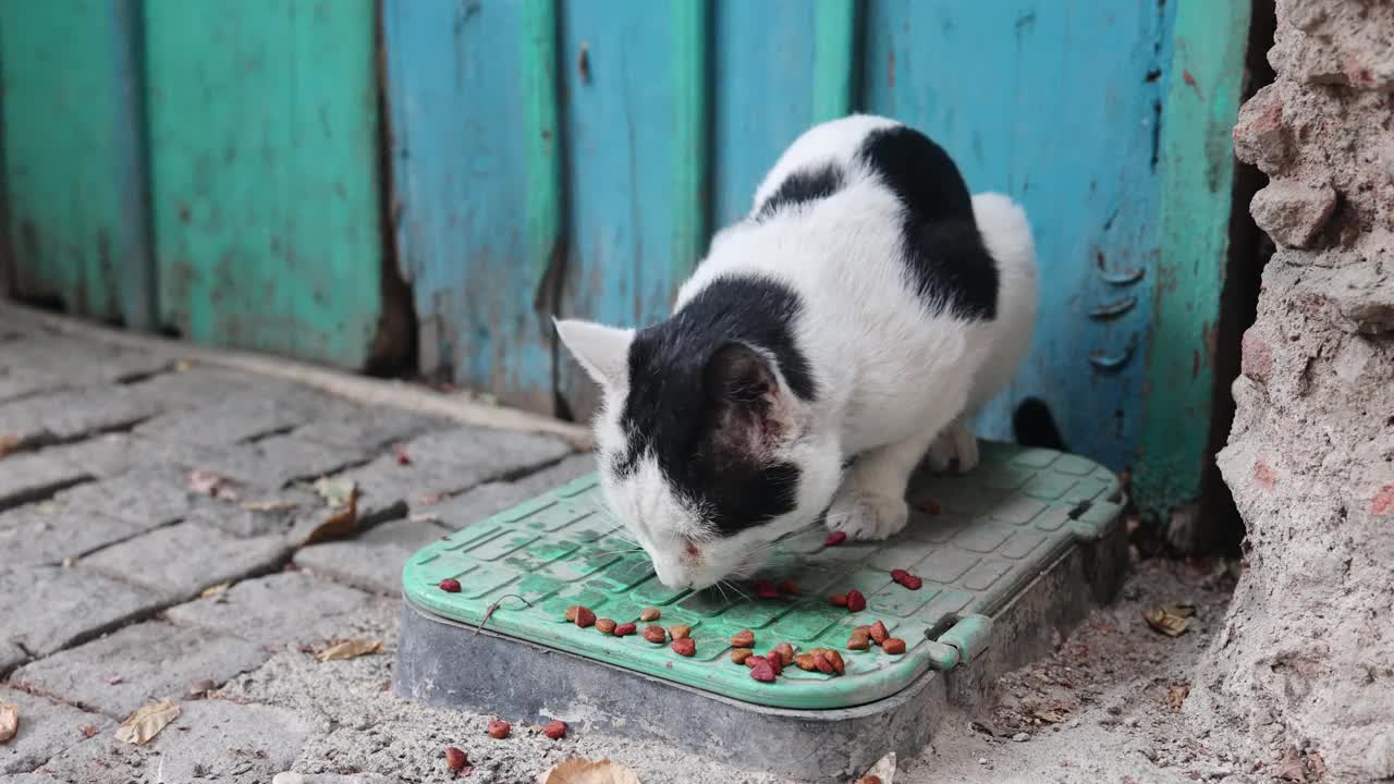 白黑相间的流浪猫在城市街道上吃干粮视频素材