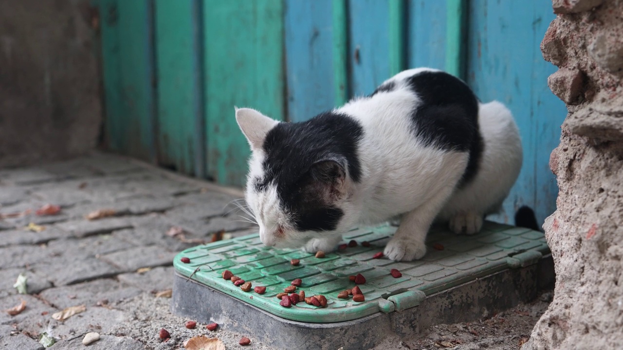 白黑相间的流浪猫在城市街道上吃干粮视频下载