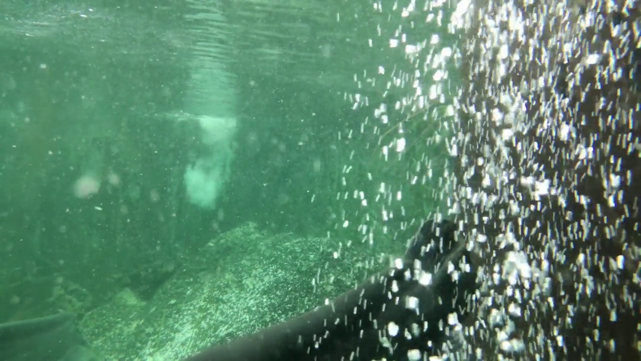 多瑙河水族馆里的鲶鱼视频素材