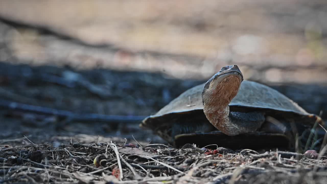 海龟特写(Chelodina longicollis)视频素材