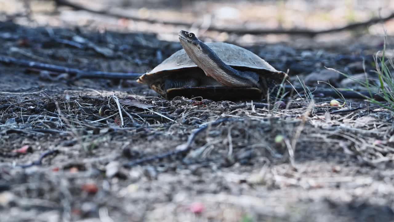 海龟特写(Chelodina longicollis)视频素材