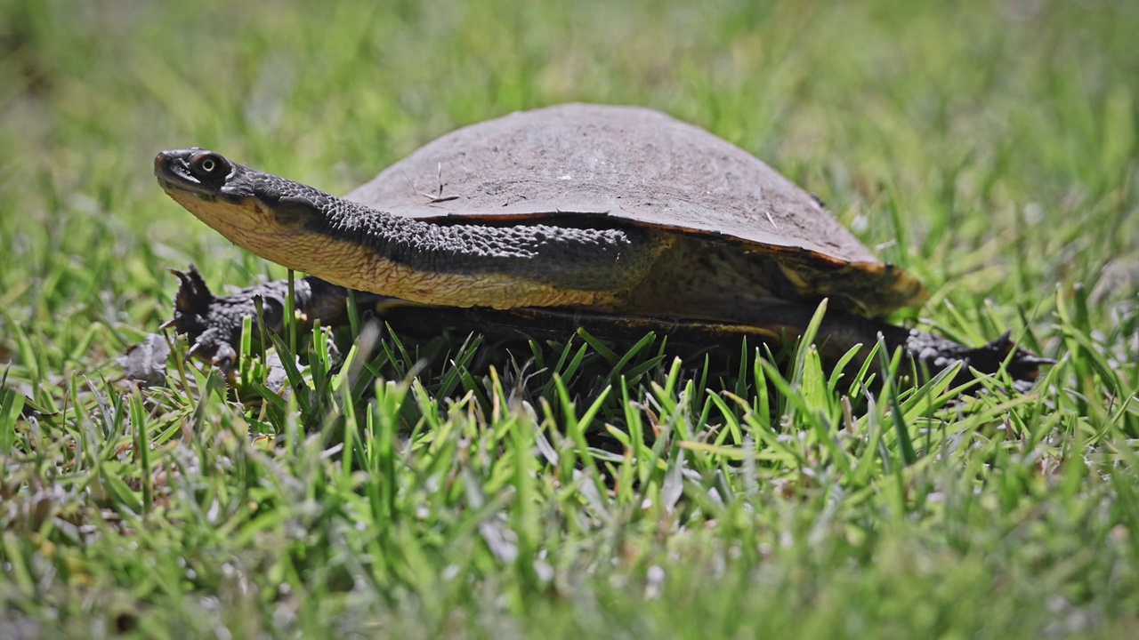 海龟特写(Chelodina longicollis)视频素材