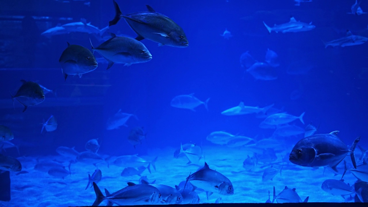 一群鱼在水族馆的一个巨大的水箱中游泳。视频素材