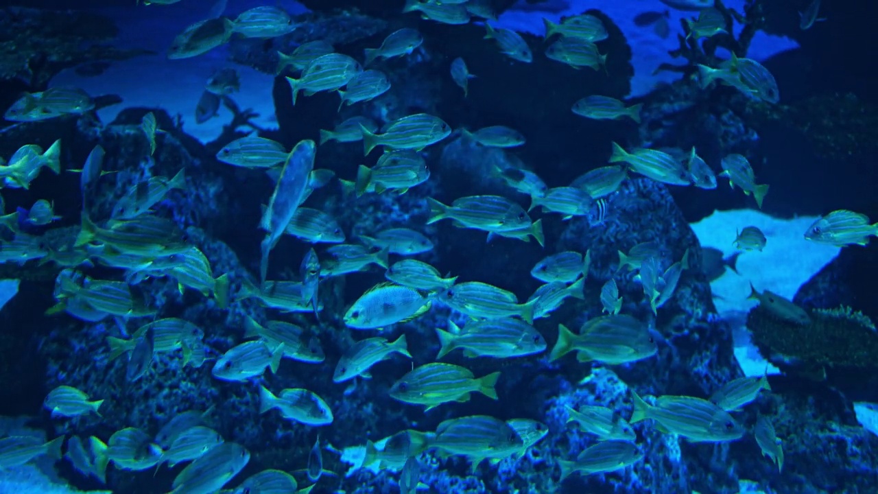 一群鱼在水族馆的一个巨大的水箱中游泳。视频素材