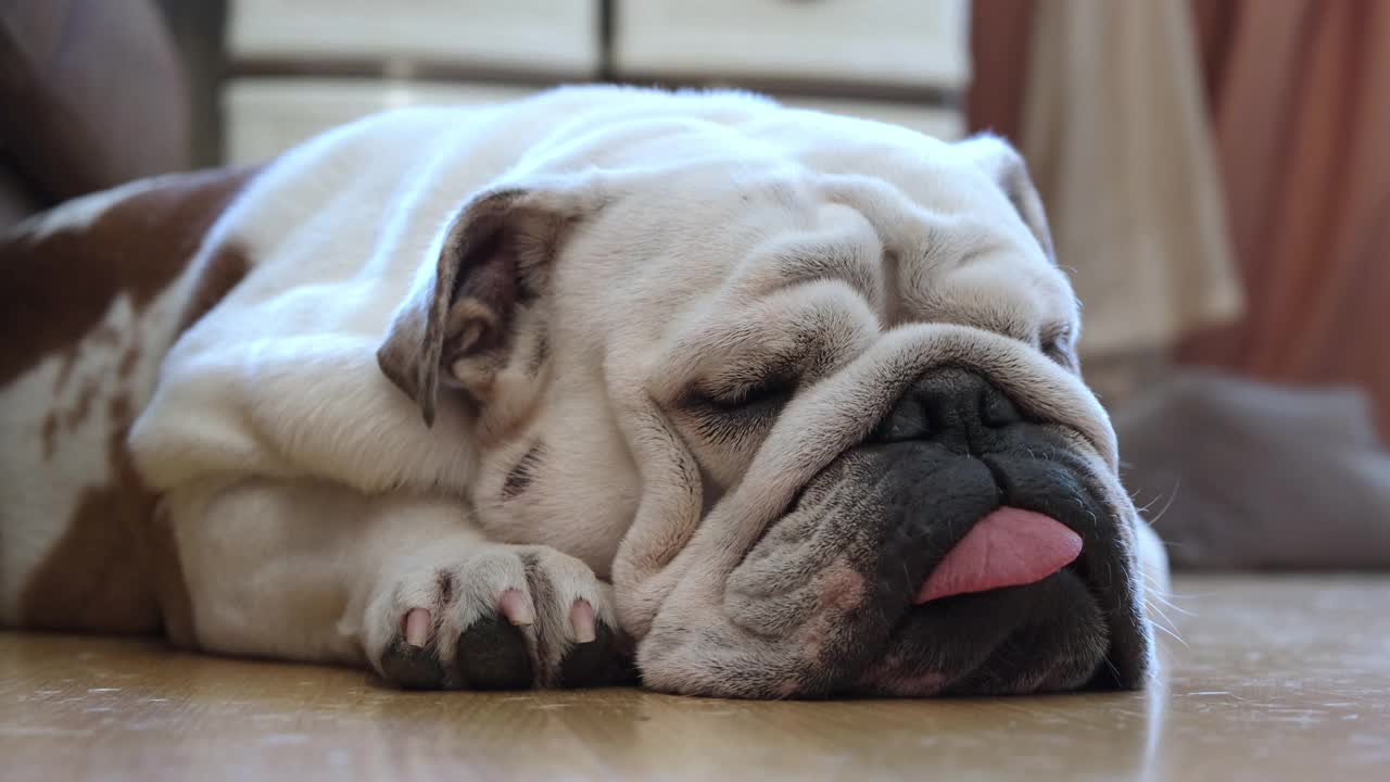 有趣的英国斗牛犬睡在家里的地板上，吐着舌头。宠物和家庭舒适的概念。4 k。视频素材