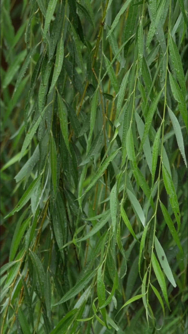 摇摄的柳叶被雨淋湿，在风中摇曳视频素材