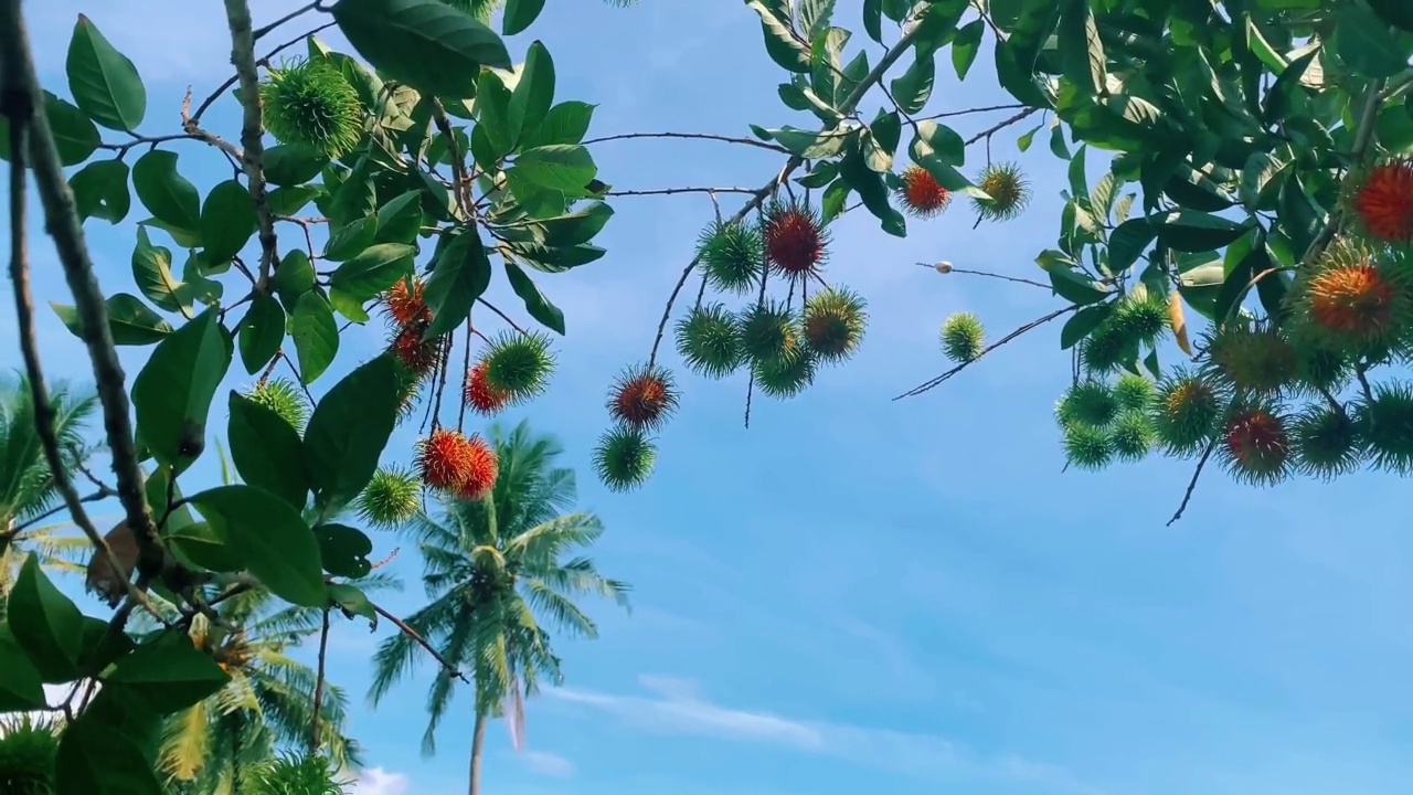 快要成熟的红毛丹水果。快到收获季节了。非常美丽的风景和蓝天视频素材