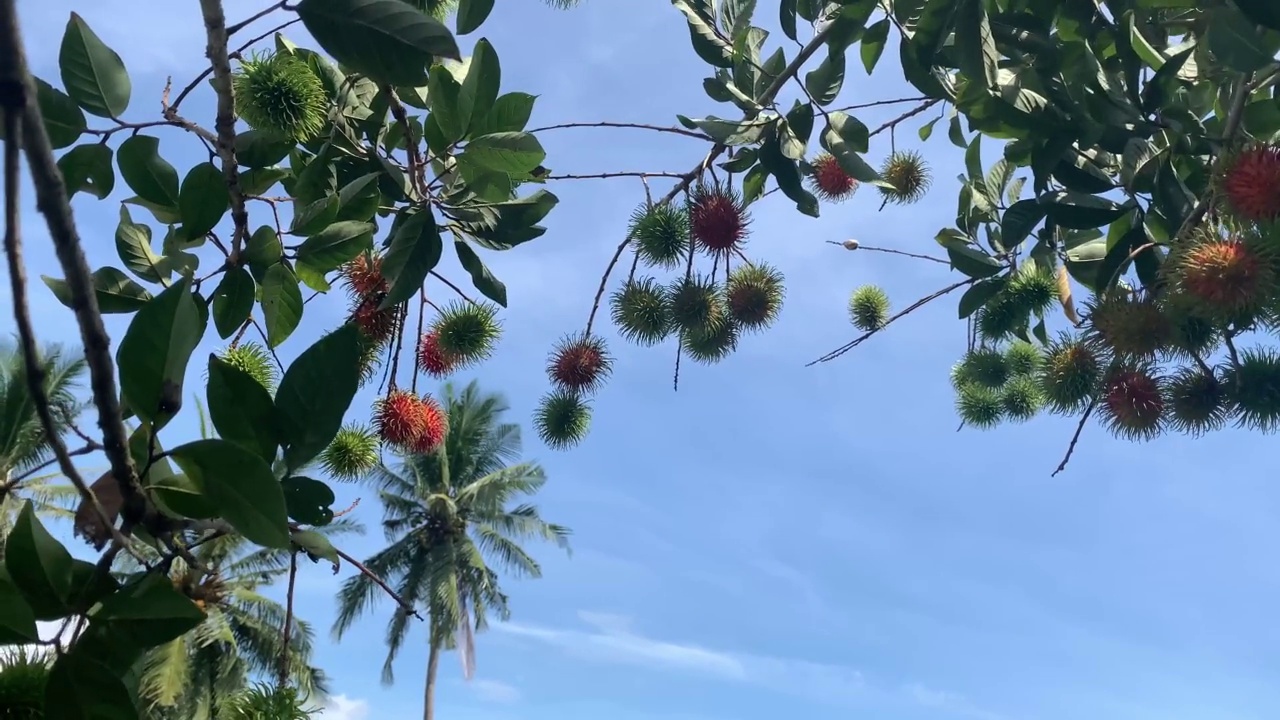 快要成熟的红毛丹水果。快到收获季节了。非常美丽的风景和蓝天视频素材