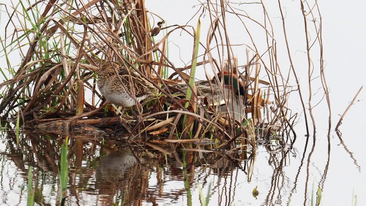 欧亚蓝鸟，海雀和普通鹬，Gallinago Gallinago, Leighton moss, Silverdale, Lancashire, UK。视频素材