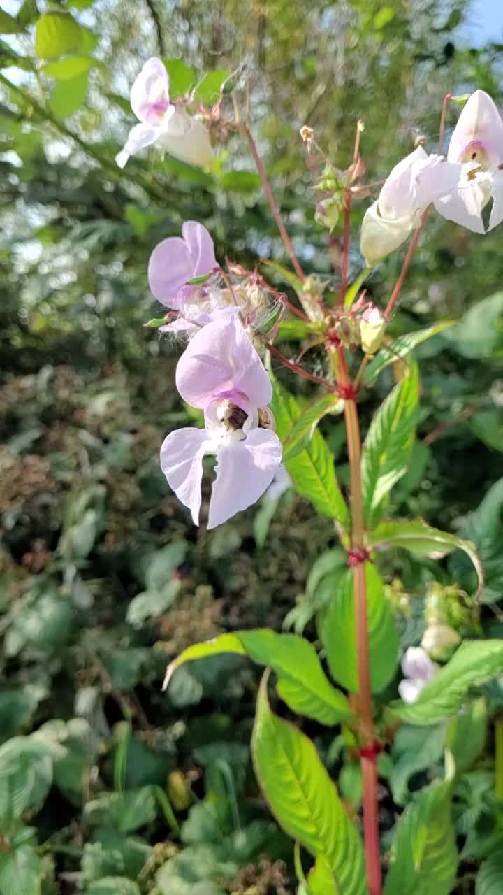 蜜蜂飞着从花朵上采集花粉视频素材