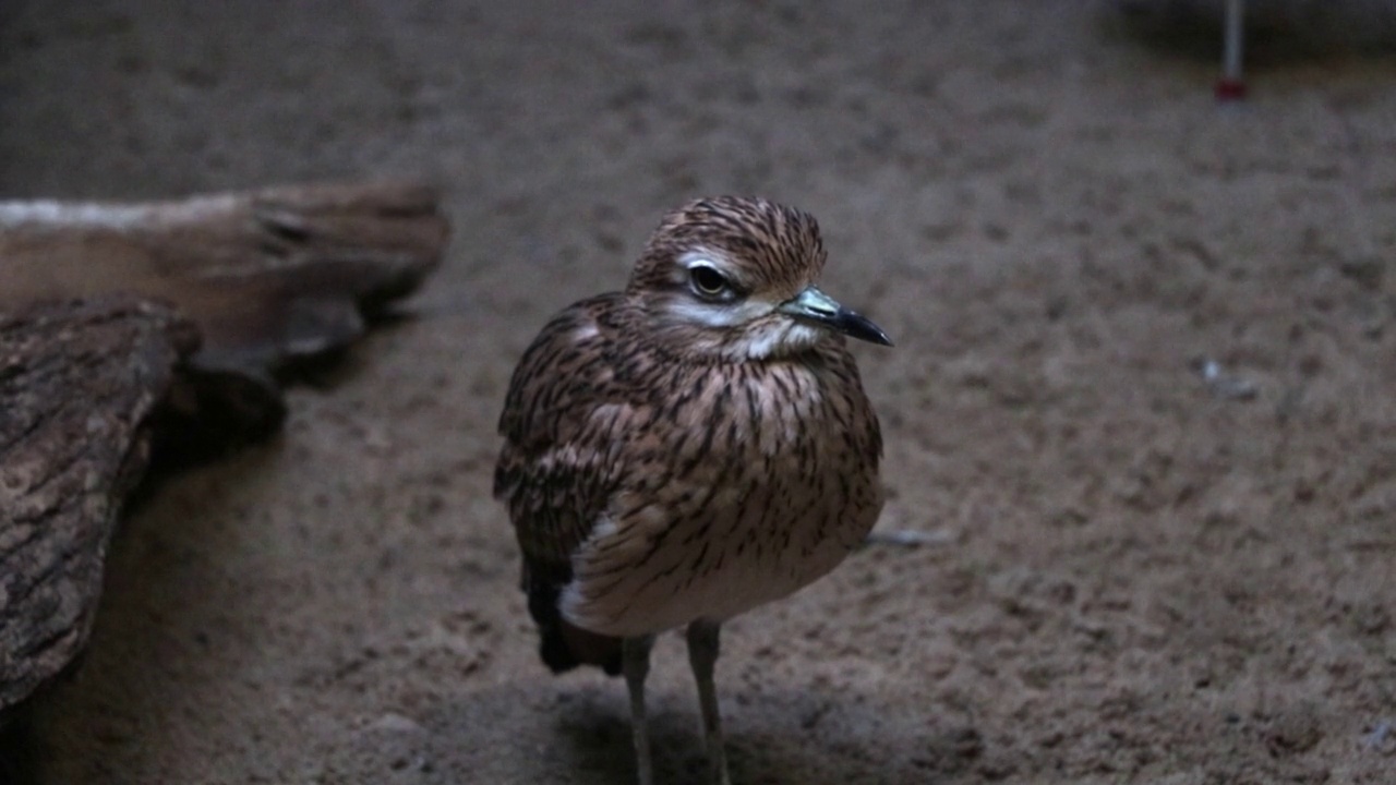 Avdotka鸟或Burhinus oedicnemus的特写。Burhinus capensis是一种来自三叶草目Charadriiformes的鸟类，常见于非洲中部和南部视频素材