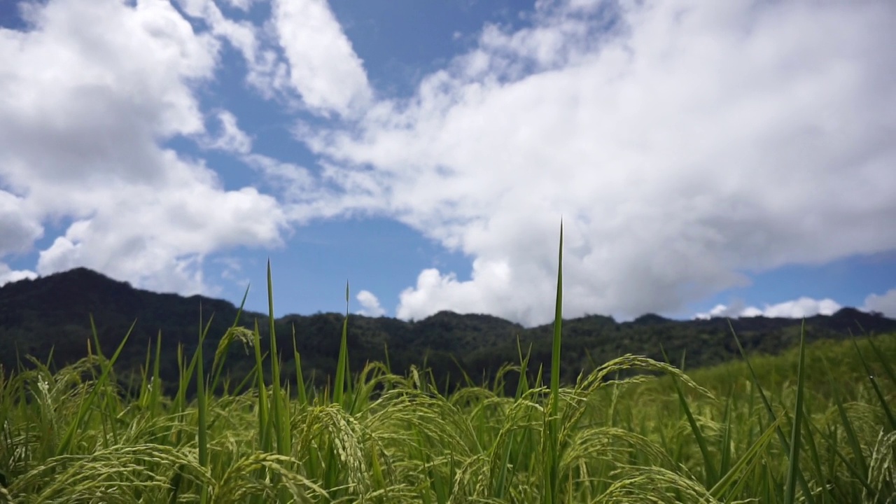 青山云天，美丽的稻田视频素材