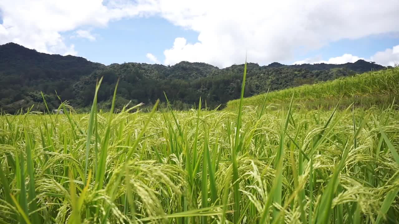 青山云天，美丽的稻田视频素材