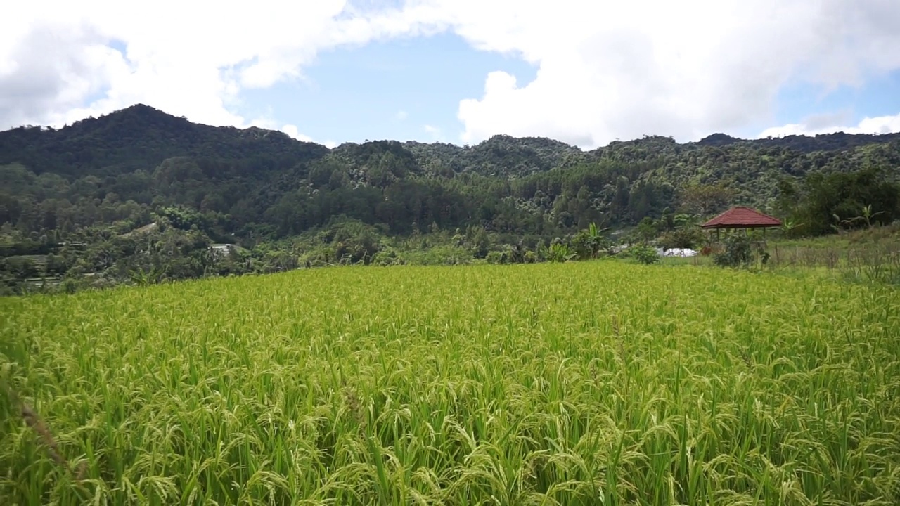 青山云天，美丽的稻田视频素材