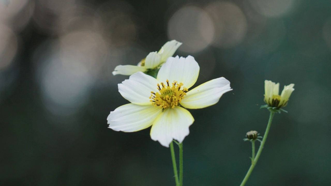 花场白色宇宙花视频素材