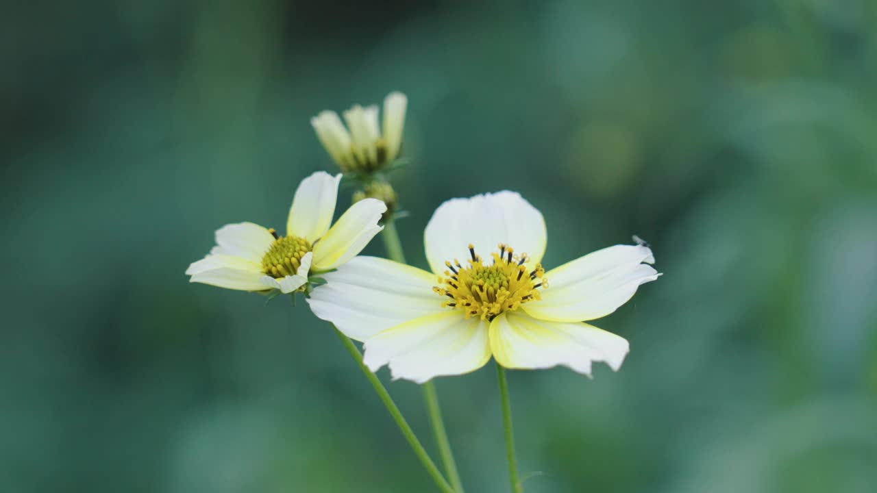 白色的宇宙花盛开，花粉为黄色视频素材