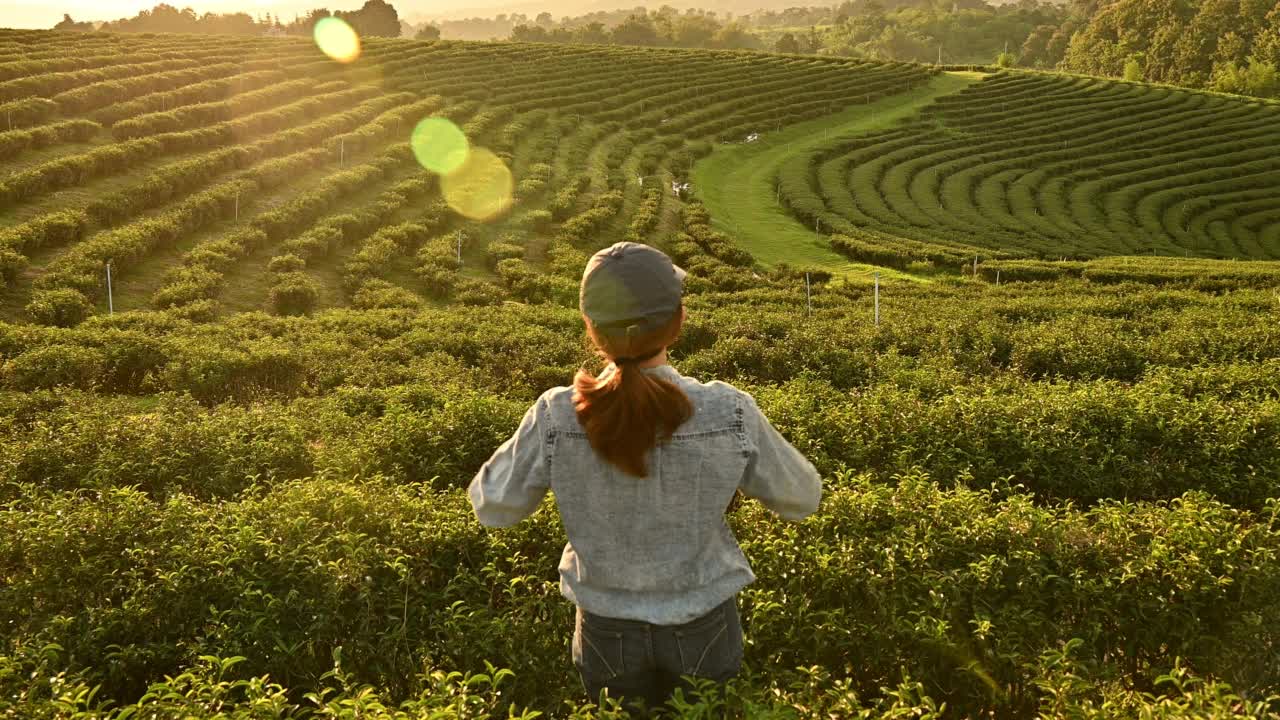 幸福的后视图女农民举起手臂，看着美丽的茶园在日落。视频素材