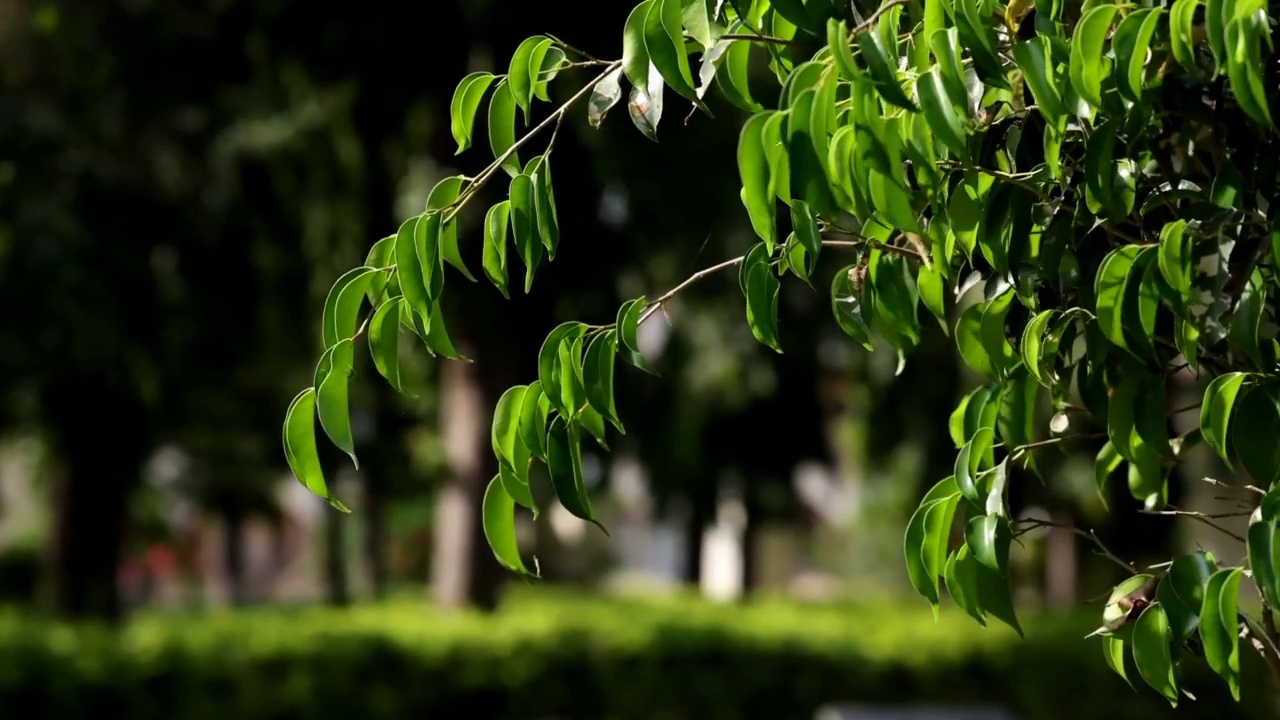 阳光明媚的夏日，自然背景下的本杰明榕。另一个名字是哭泣无花果，本杰明无花果，无花果树。视频下载