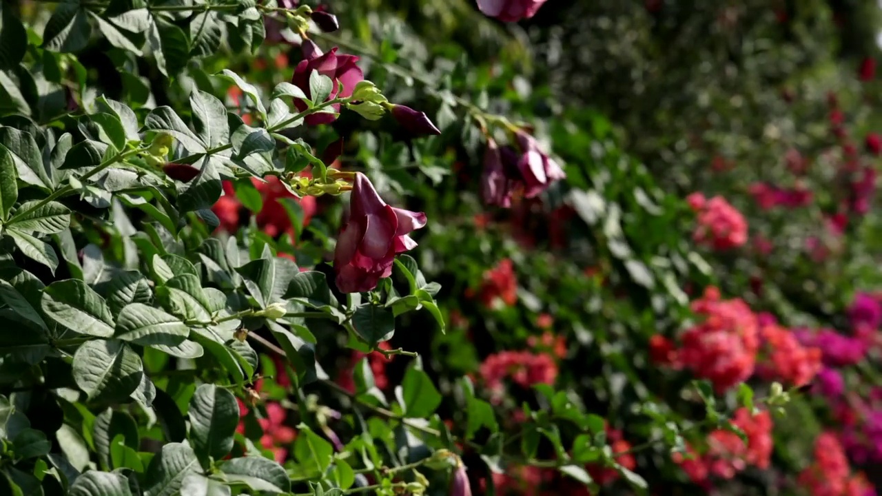 Allamanda(金色小号)在阳光明媚的夏日里摇摆视频素材