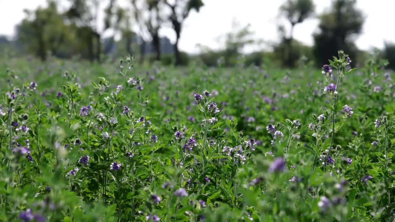 田间的紫花苜蓿花。开花紫花苜蓿。紫花苜蓿，豆科多年生开花植物。视频下载