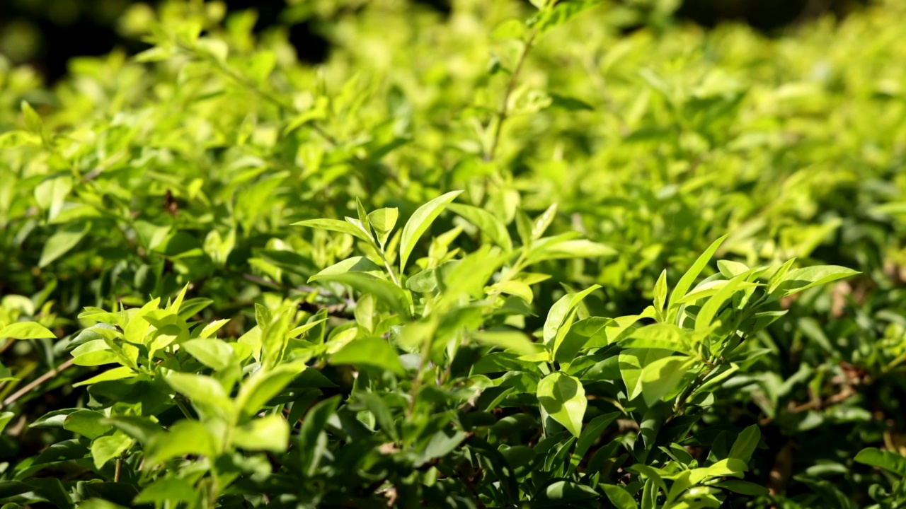 黑指甲花植物叶子覆盖绿色背景。阳光灿烂的日子里，指甲花叶子在花园里摇曳。视频下载