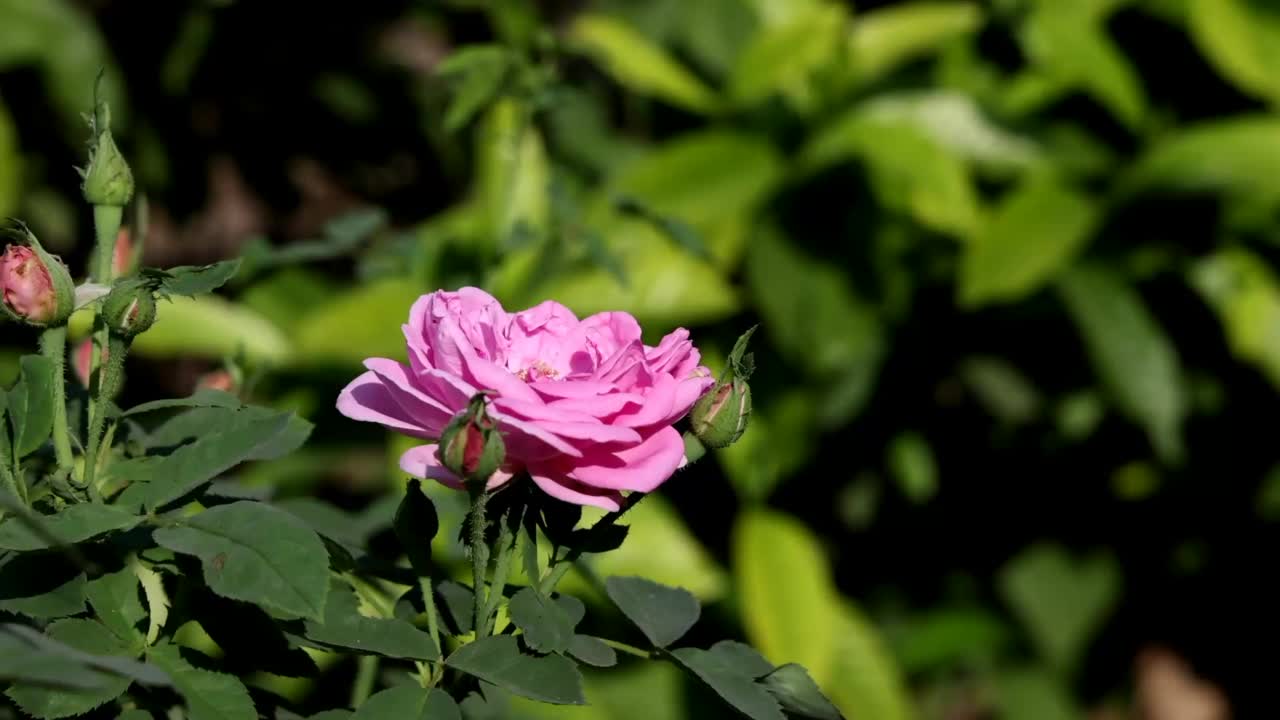 粉红色玫瑰生长花卉花园近。明亮的阳光照射在开花的绿色灌木丛上。秋色自然美。视频素材