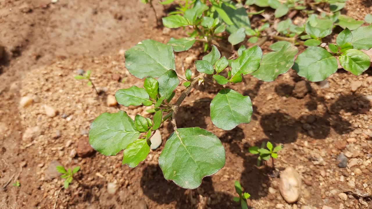 马齿苋植物。视频素材