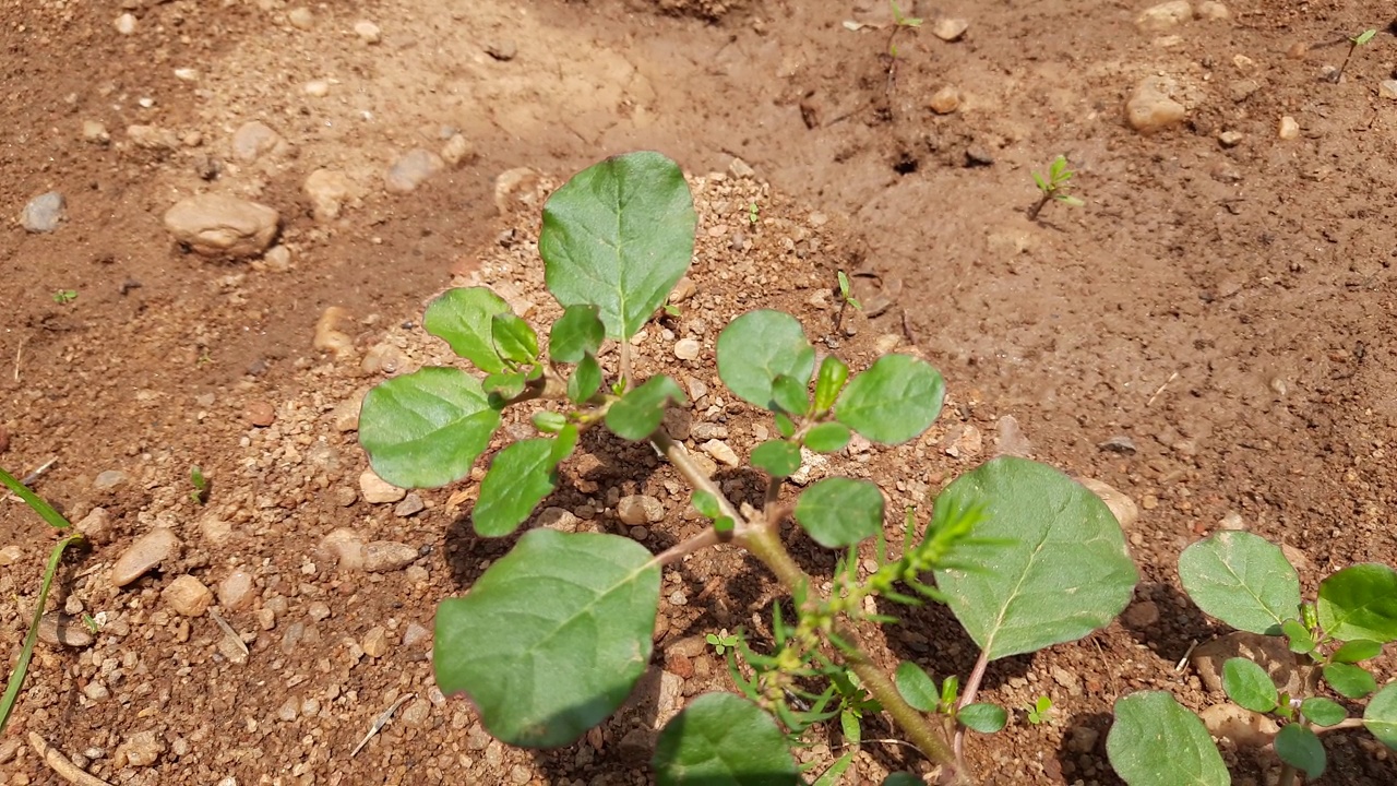 马齿苋植物。视频素材