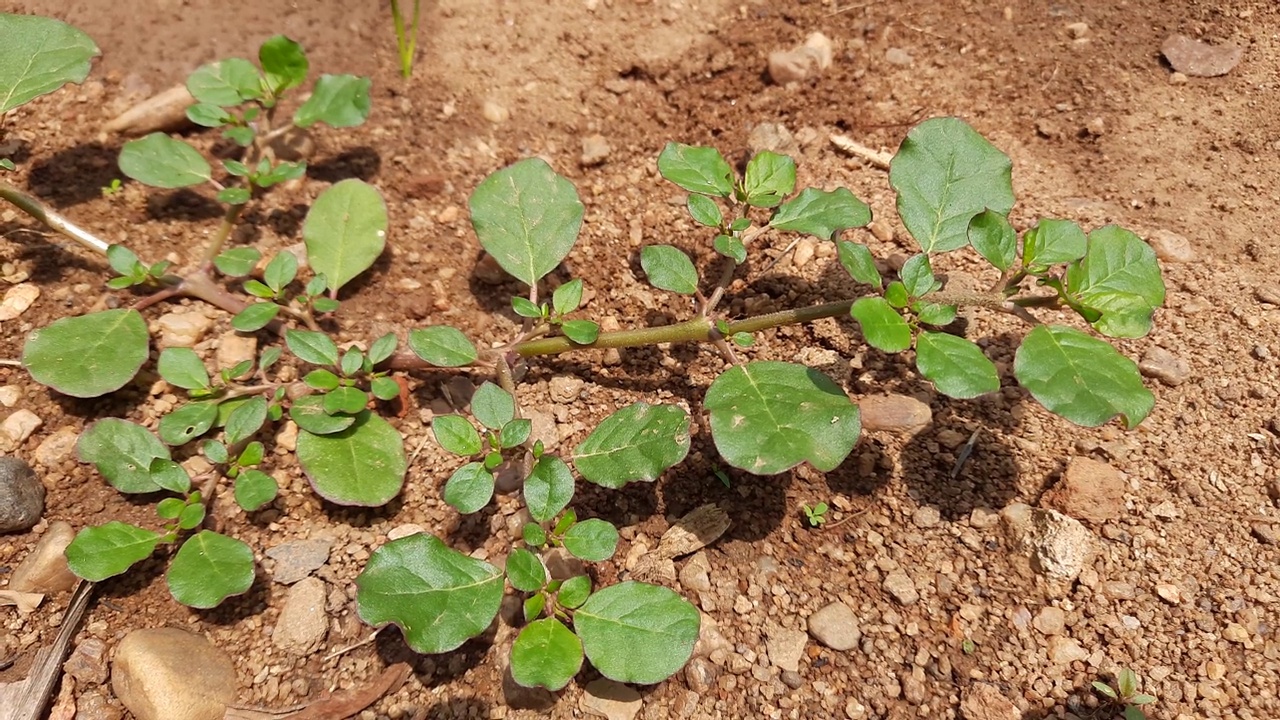 马齿苋植物。视频素材