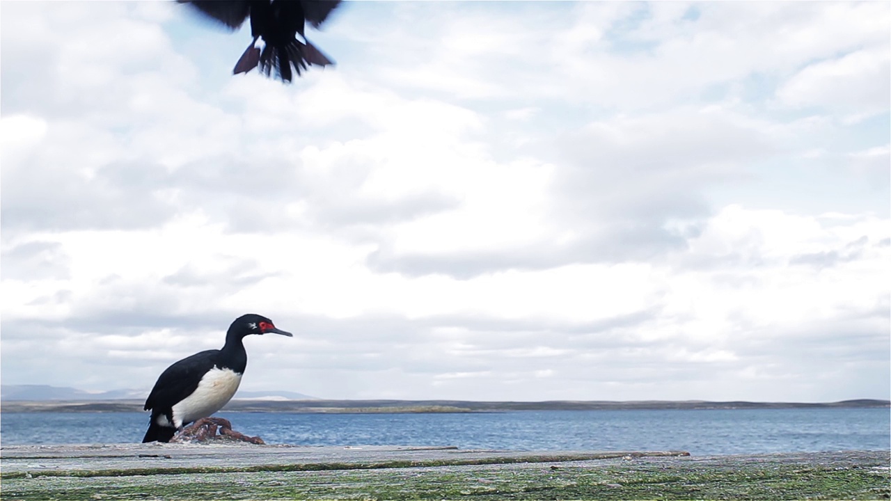 岩石沙格斯，也被称为麦哲伦鸬鹚(Leucocarbo magellanicus)，在福克兰群岛(Islas Malvinas)海岸，南大西洋。视频素材