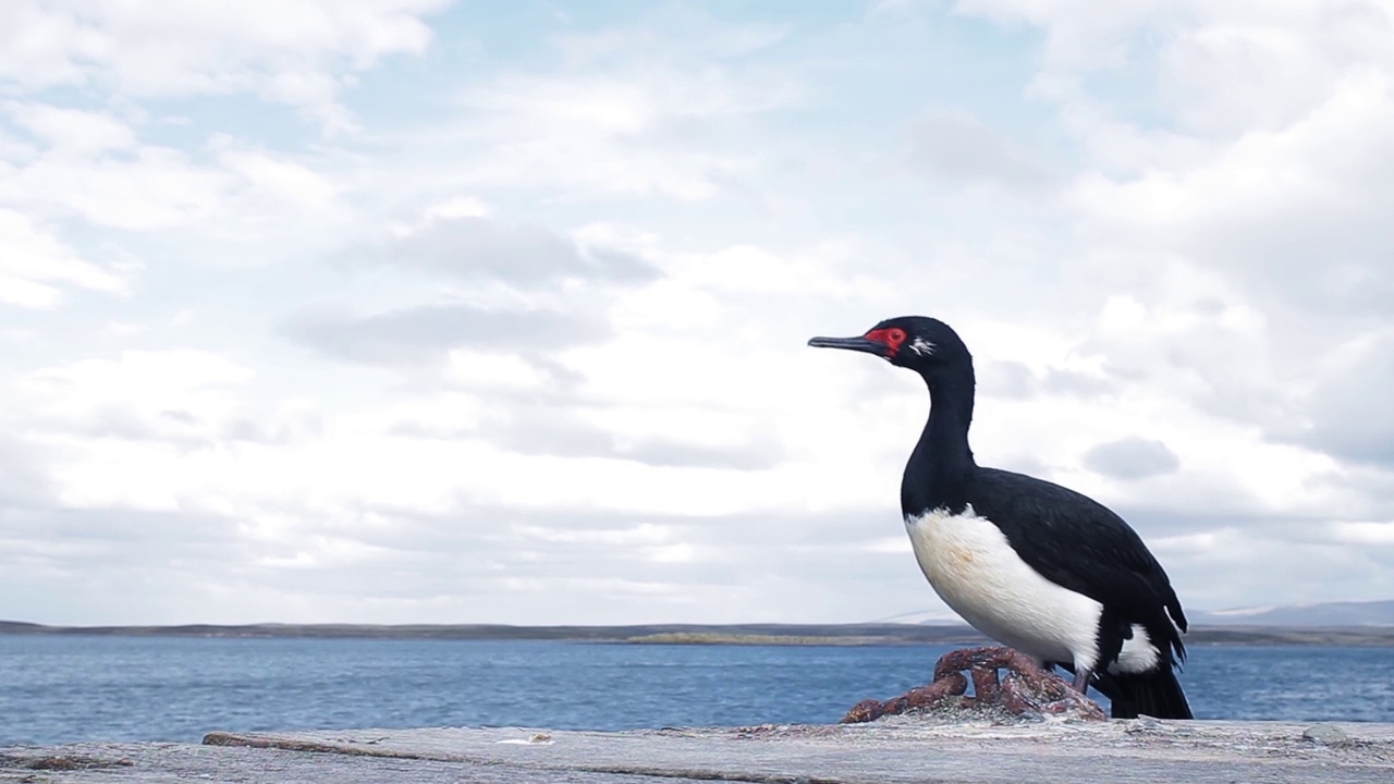 Rock Shag，也被称为麦哲伦鸬鹚(Leucocarbo magellanicus)，在福克兰群岛(Islas Malvinas)海岸，南大西洋。视频素材