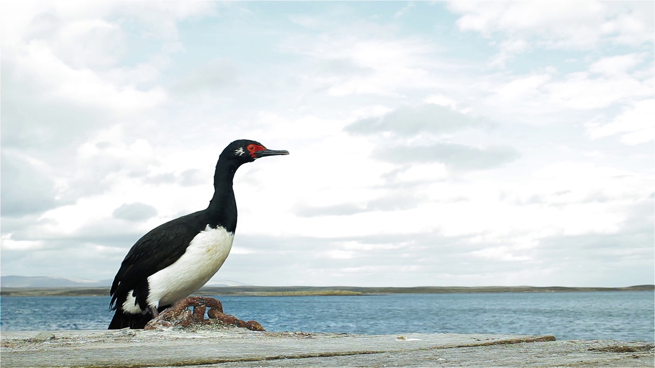 Rock Shag，也被称为麦哲伦鸬鹚(Leucocarbo magellanicus)，在福克兰群岛(Islas Malvinas)海岸，南大西洋。视频素材