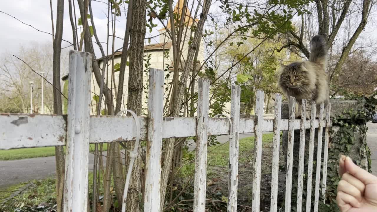 挪威森林猫在篱笆上行走的视频视频素材