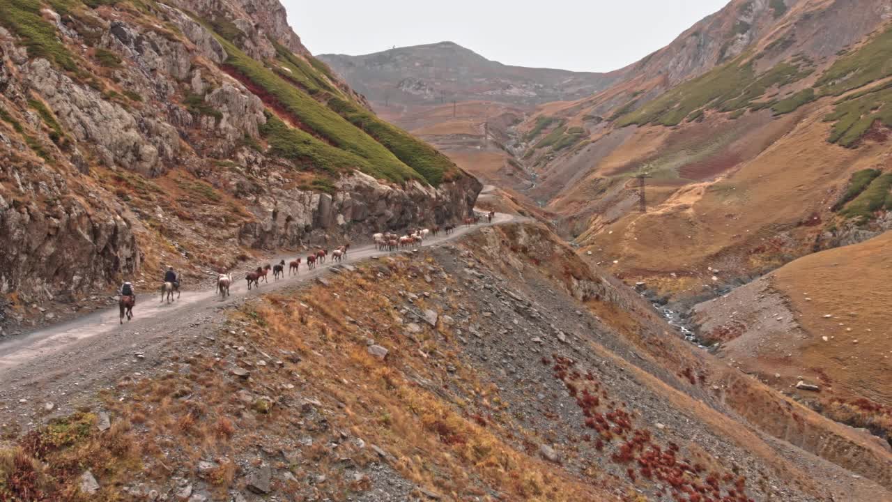 一群野马在山上奔驰视频素材