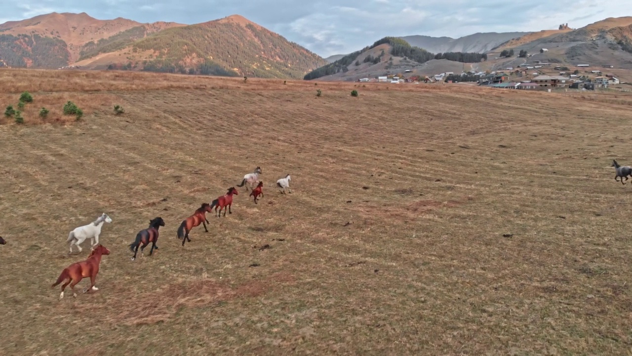 格鲁吉亚高加索山区野马的鸟瞰图视频素材