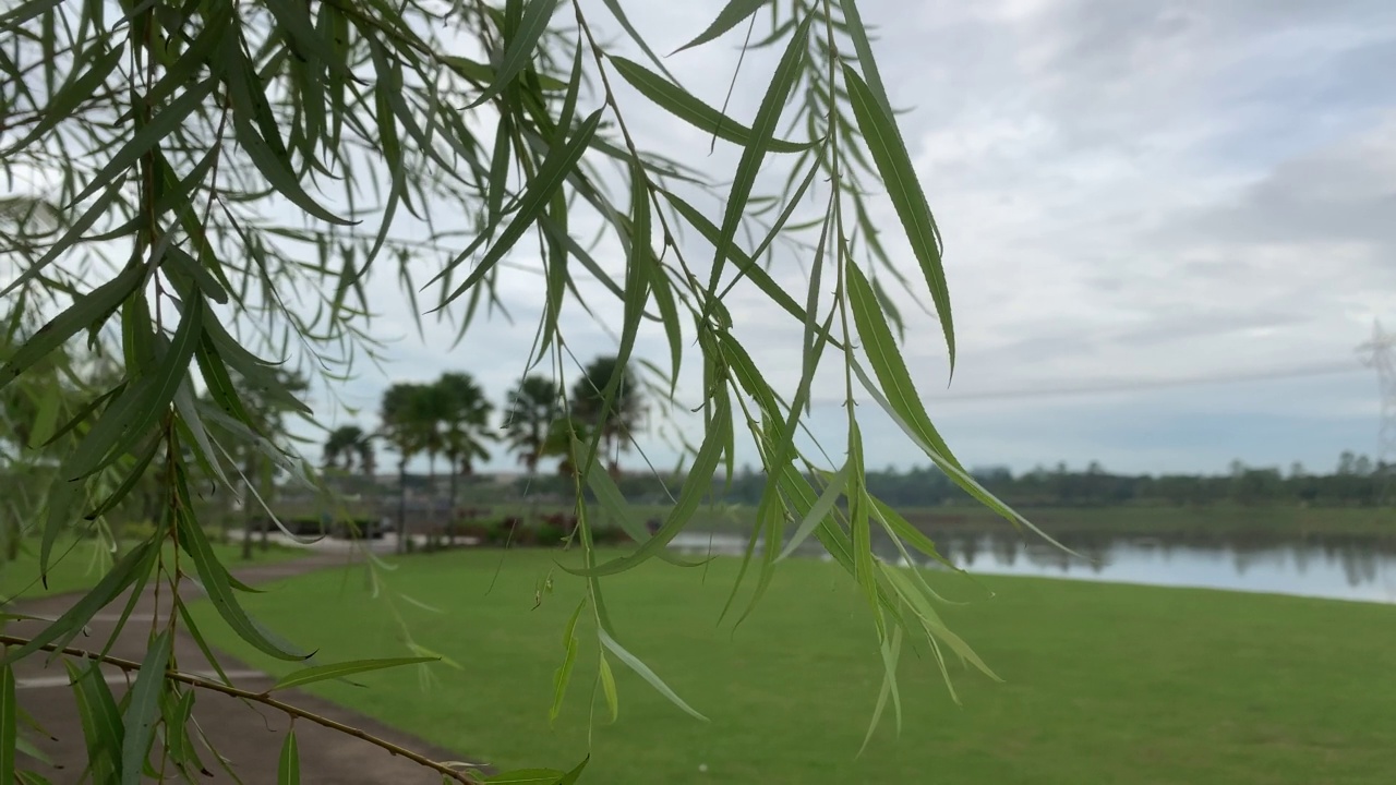 花园里的树叶在风中摇摆。树叶特写。树上的叶子在风中慢镜头摇曳。视频下载